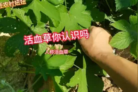 拉拉秧，学名：葎草。人称“活血草”煮水作用厉害了有四大妙用