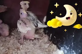 3只玄凤鹦鹉仔大小有很差距！还偏瘦了！问题出在那里？