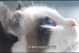 晚上梦到猫，是这些寓意！关注我帮你解梦视频封面