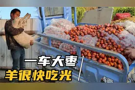 拉了700多斤大枣喂羊，养羊小伙亲身试验，羊吃大枣会不会吐枣核视频封面