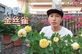 推荐两广花友入坑的月季金丝雀，多头勤花抗病耐热，堪称开花机器