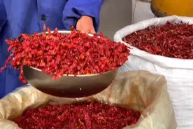 秦椒15元一斤，现场给碾成辣椒粉，做油泼辣子颜色好味道香还不辣