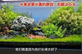 缸里的水草发黄，还长藻了是什么原因？告诉你解决办法，建议收藏