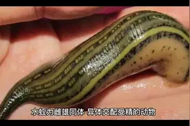 水蛭繁殖视频封面