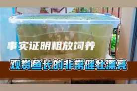 看我的观赏鱼室外粗放饲养，长得非常健壮漂亮视频封面