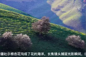 新疆吐尔根杏花谷成了花的海洋，用长焦镜头捕捉光线的微妙变化