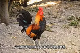 没有公鸡，母鸡会下蛋吗？#公鸡母鸡
