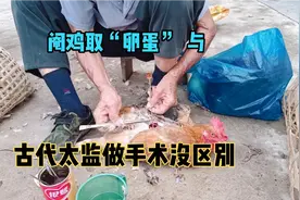 农村阉鸡取“卵蛋”手术残忍，与古代太监做手术没区别！