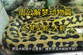 周公解梦动物篇之梦见大蛇#听人间故事品百味人生 #蛇 #周公解梦视频封面