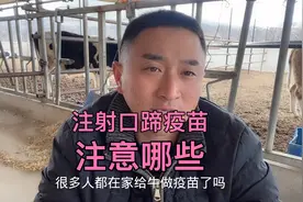 注射口蹄疫疫苗，需要注意哪些，怀孕母牛能打吗视频封面