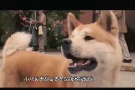 超感人 ，感人至深人与狗之间的真实故事视频封面