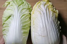 喜欢吃白菜的看看，教你识别正常白菜，以后不会买错了视频封面