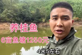 3年没干的鱼塘，小邓花1250元租了下来养桂鱼，大家看看值不值视频封面