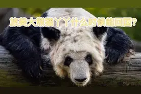 旅美大熊猫丫丫生存环境堪忧，丫丫什么时候能回国视频封面