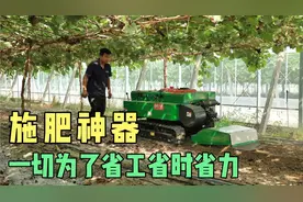 开沟施肥，一气呵成，葡萄园里的施肥神器