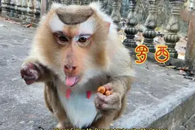 【罗西咳嗽】吃了颗花生🥜，又咳又喘。罗西怀疑是摄影师给它催娃