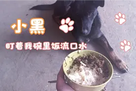 一到吃饭时间，小黑一直盯着我碗里的饭，流口水，跟着我不放视频封面