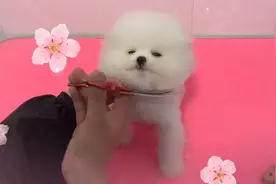 粉丝挑选的博美，一番修剪后颜值爆棚！简直就是换了条狗！视频封面