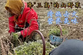 降"三高"的山野菜柳蒿芽，清热去火营养美味，大家跋山涉水去踩
