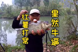 红薯打窝，鲤鱼，鲫鱼抢着吃，下竿就中