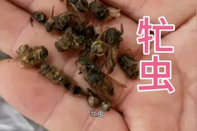 牤虫，就是在牛身上专门吸牛血的那种大苍蝇，几百块钱一公斤。