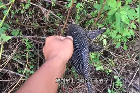 河边满地都是清道夫了，看得出来清道夫已经泛滥成灾，必须清理掉