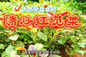 红苋菜，天然补血食材，男女老少皆宜，还有你意想不到的功效视频封面