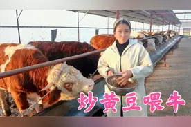 这牛吃的比人都好，3块钱一斤的黄豆炒着吃，对牛增重有好处吗？视频封面