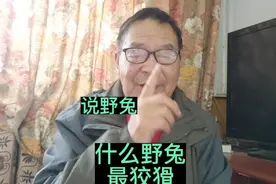 什么野兔最狡猾？说野兔，保护野生动物