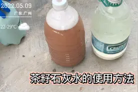 昨天做好的石灰水茶籽水，使用方法来了视频封面