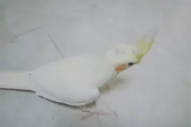 带大家分辨原始灰和珍珠玄凤鹦鹉，还教大家怎么养雏鸟。