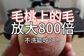毛桃上面的毛放大800倍，毛桃不洗能吃吗？接触过毛桃就浑身痒视频封面