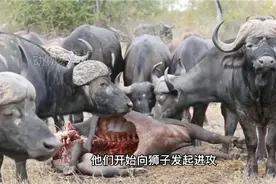 水牛被吃得只剩骨架，为了报仇牛群向狮子发起攻击，这下搞大了视频封面