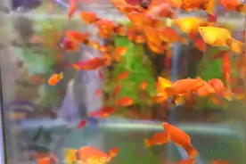 如果你累了烦了听听这些经典佛歌就什么都放下了5首很好听的佛歌