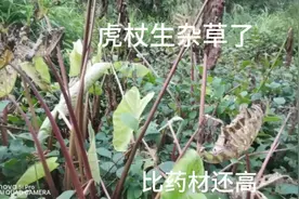 这种除草剂，把杂草杀死了，药材完整无损视频封面
