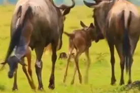 叫你滚，你真滚啊？你到底是哪一方的？