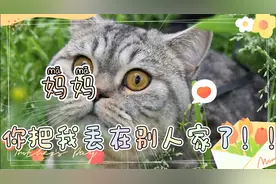 这个粗心的妈妈把孩子生在我家，自己跑了！！我该怎么办？视频封面
