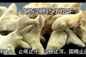 五倍子，是属植物还是动物性中药？产生的复杂过程为您揭晓答案。
