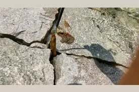 水库石缝中钓黄鳝，只要掌握这些方法，照样可以一钓一个准！视频封面