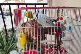 虎皮鹦鹉动听悦耳的叫声视频封面