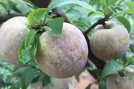 为什么翁源三华村栽培的三华李才正宗，三华李起源于此能不正宗吗视频封面