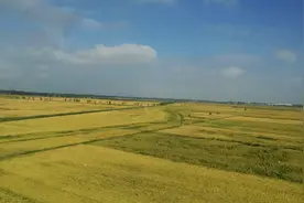 网传2009年广西挖到巨型黄金蟒，长达16米，是真是假？