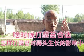 蒜苔长到什么程度就该打了？用什么方法打蒜苔对蒜苗的伤害小？视频封面