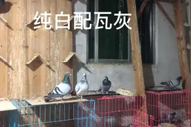 纯白色公鸽子配瓦灰母鸽子，出的白色幼鸽，喜欢。