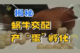 揭秘蜗牛交配，产“蛋”及孵化过程视频封面