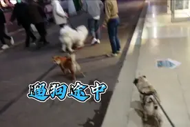 遛狗日常：狗狗眼中的同类是喜是厌表达很直接视频封面
