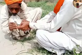 自信的印度舞蛇人认为他的魔法笛声会降服毒蛇，毒蛇让他怀疑人生