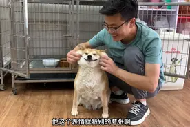 怀孕15天的柴犬，刚要撸小脸就开心的撒娇又卖萌，表情太搞笑了！视频封面