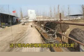 农村小伙养非洲鸵鸟，一斤肉卖50元，大家说贵吗？视频封面