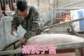 母猪出现难产！炎症严重！分享一下我是如何给它清洗子宫，消炎！视频封面